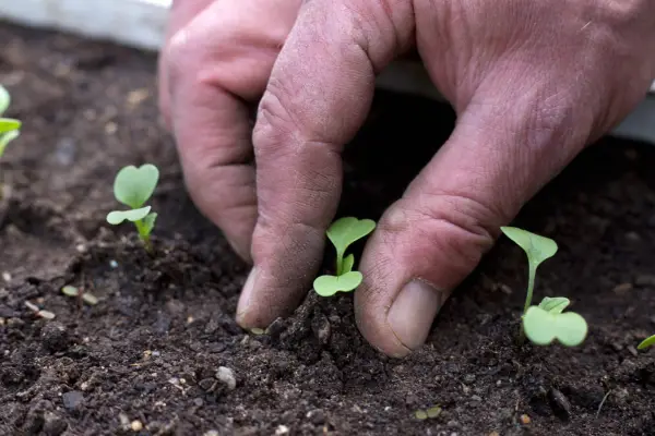 Firming around seedlings