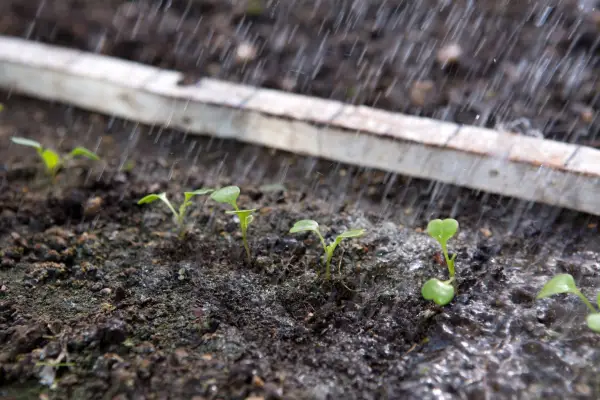 Watering the remaining seedlings