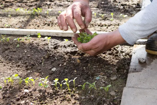 Cum să subțire frunzele de salată