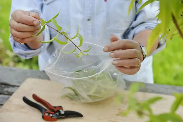 Placing the cuttings in the bag
