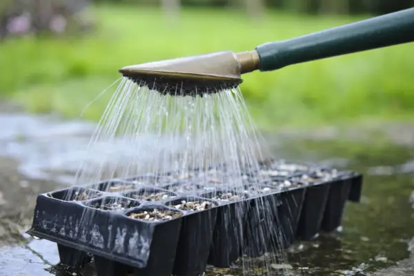 Watering the compost