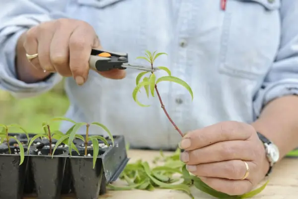 Removing the growing tips of each cutting