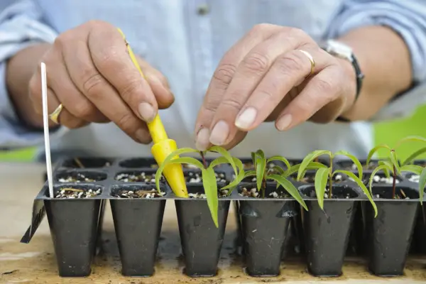Inserting the cuttings into compost