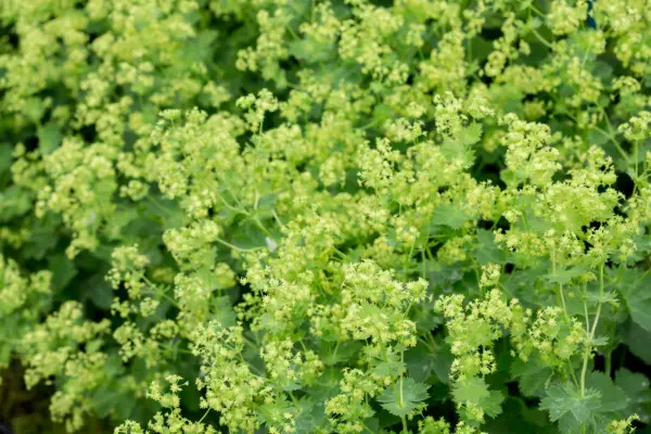 Alchemilla mollis