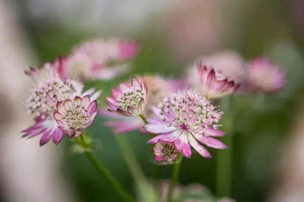 Astrantia 
