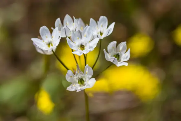 Brodiaea hyacinthina (Triteleia hyacinthina). Getty Images