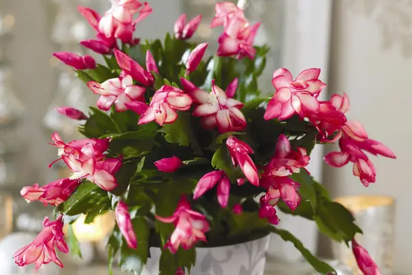How to grow Christmas cactus