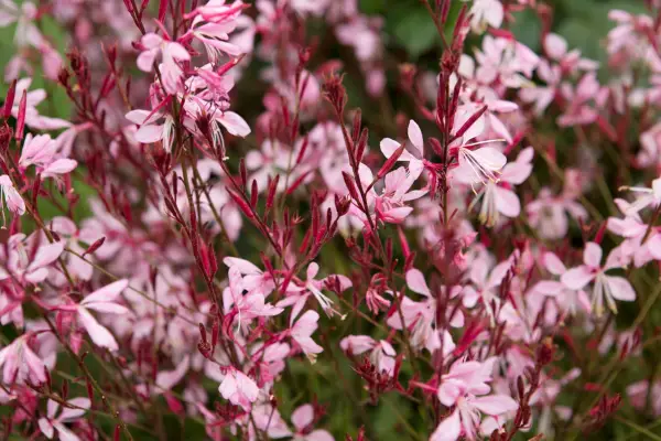Gaura 