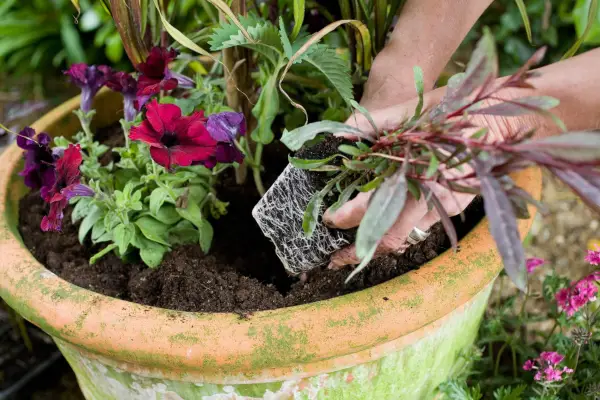 Planting gaura as part of a mixed container display