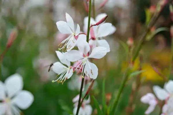 Gaura lindheimeri 