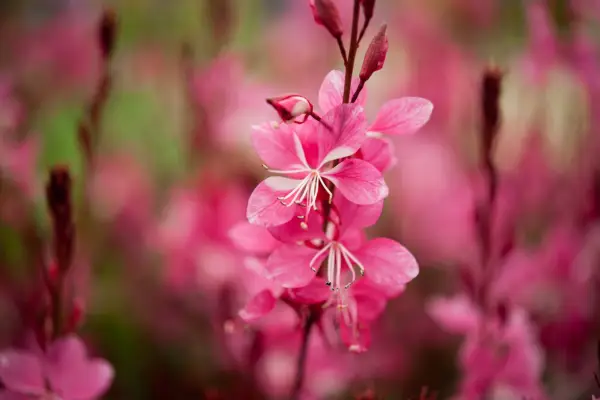 Oenothera lindheimeri Ruby Ruby