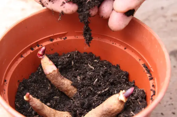 How to grow gloriosa - planting the tubers