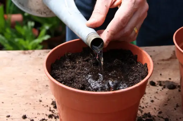 How to grow gloriosa - watering the compost