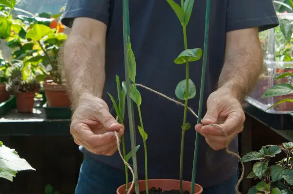 How to grow gloriosa - tying in the stems