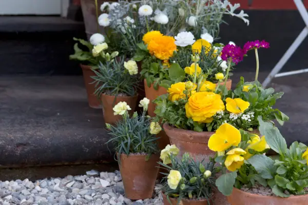Potted plants in a front garden
