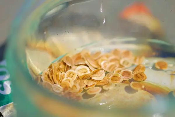 Veg seed storage times