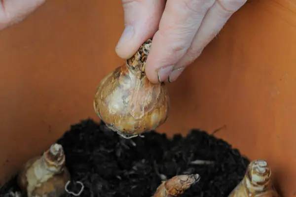 Planting the daffodil bulbs