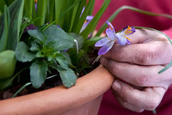 Planting around the edges of the pot