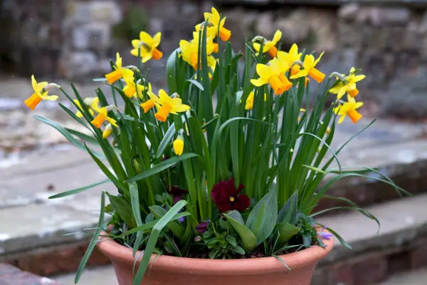 Daffodil spring pot display