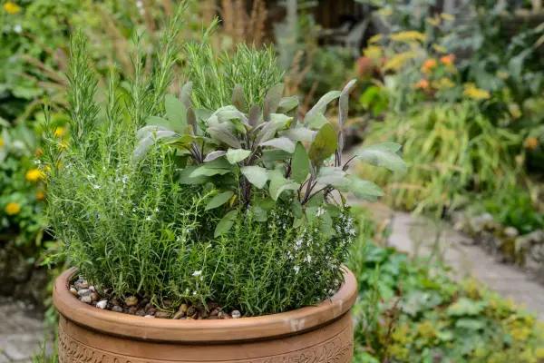 Growing herbs in pots - sunny pot