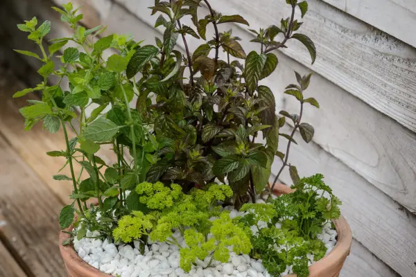Growing herbs in pots - shady pot