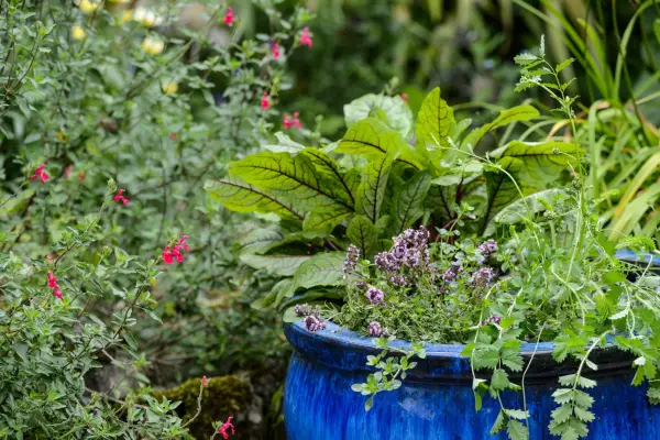 Kräuter in Behältern wachsen