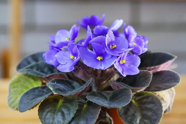 Blue African violet. Getty Images
