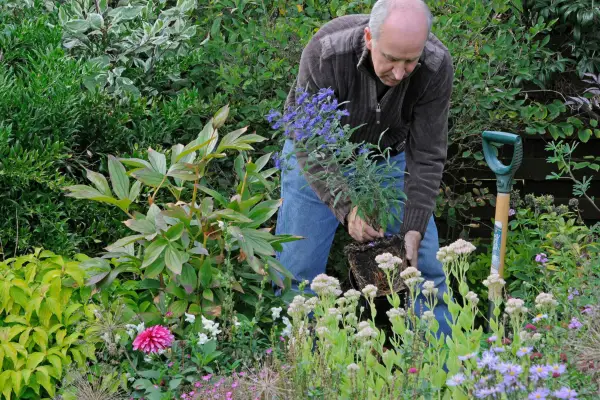 Plantin caryopteris in a border