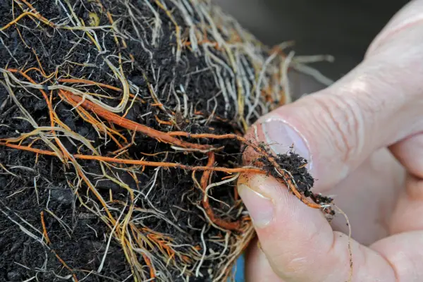 Teasing out caryopteris roots