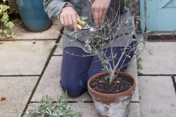 Pruning caryopteris