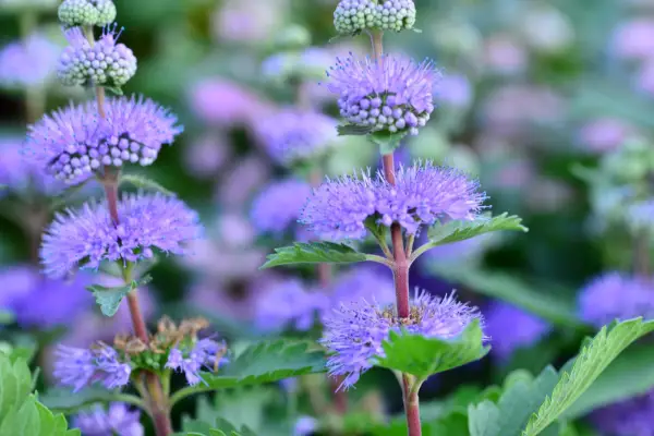 Caryopteris flowers. Getty Images