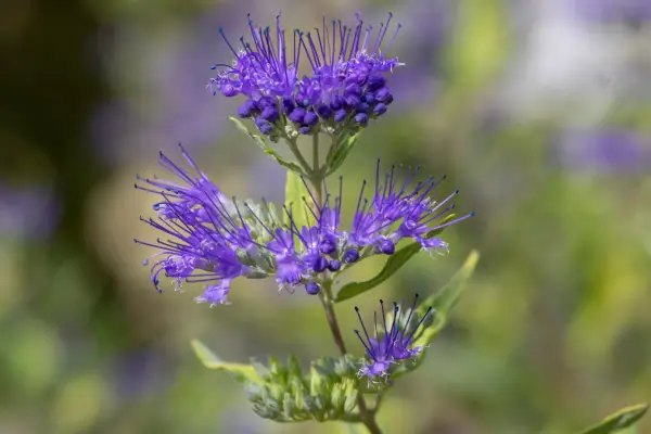 Come coltivare caryopteris