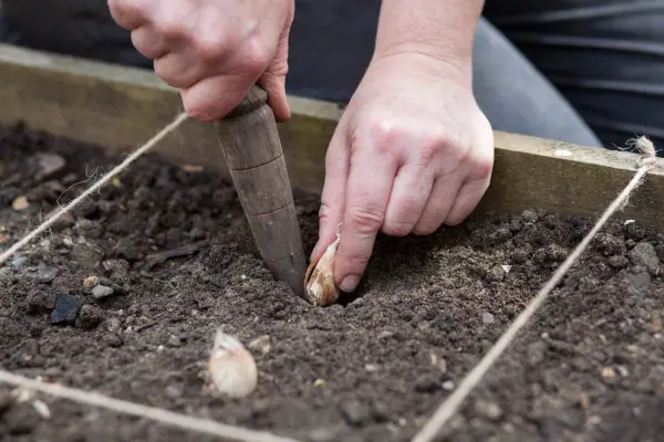 Planting freesia corms