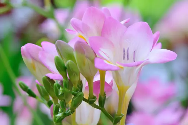 Types of freesia to grow