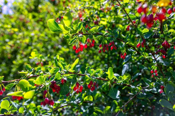 Goji berry plant growing in a garden