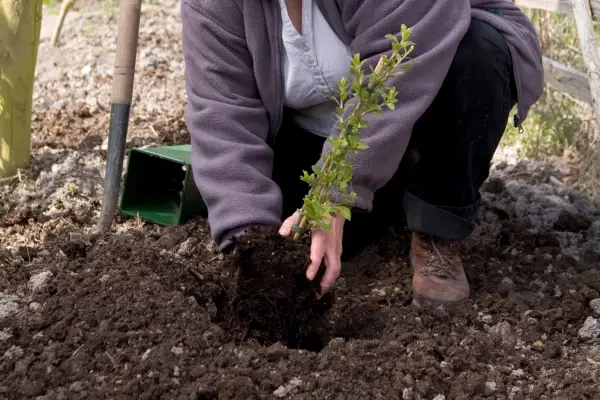 Planting a goji berry plant. Sarah Cuttle