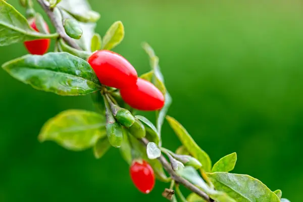 Ripe goji berries on the plant. Getty Images
