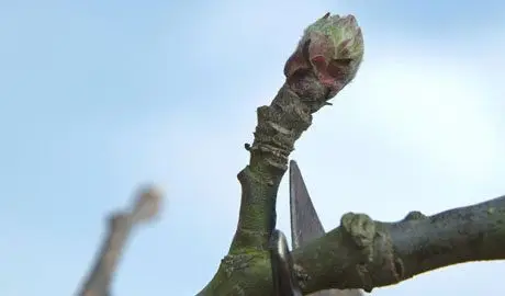 Pruning apple trees in winter