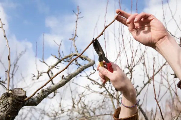 Pruning apple tree in winter