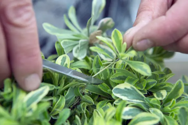 Taking arabis cuttings