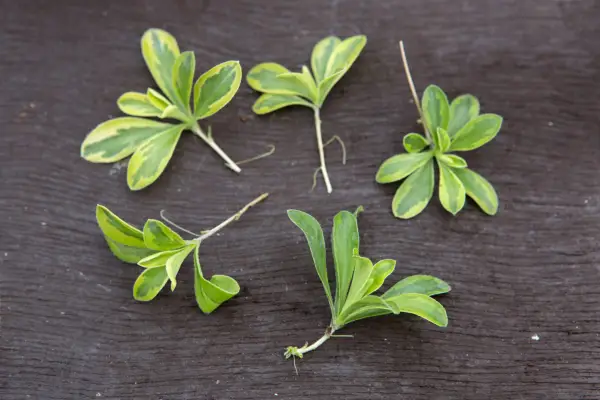 Prepared arabis cuttings