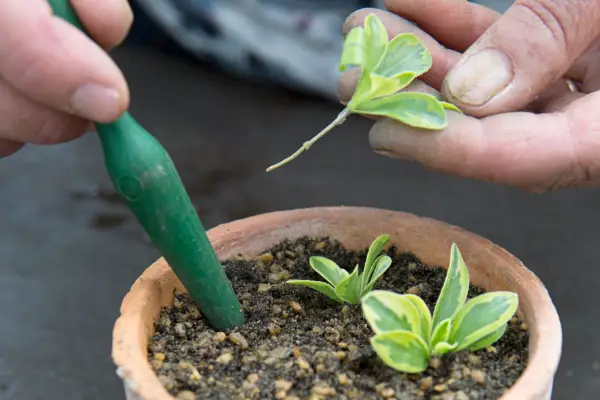 Potting up arabis cuttings