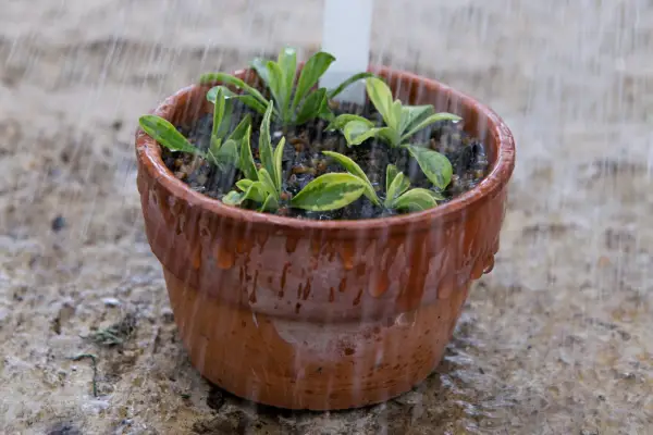 Watering arabis cuttings