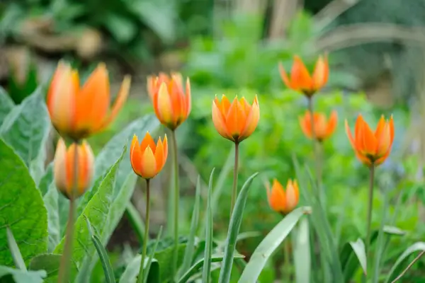 Tulipa orphanidea 