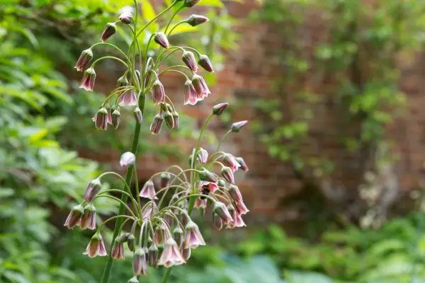 Sicilian honey garlic (Nectaroscordum siculum)