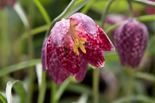 Fritillaria meleagris