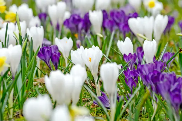 Drifts of Crocus tommasinianus