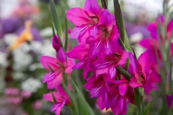 Gladiolus communis subsp. byzantinus