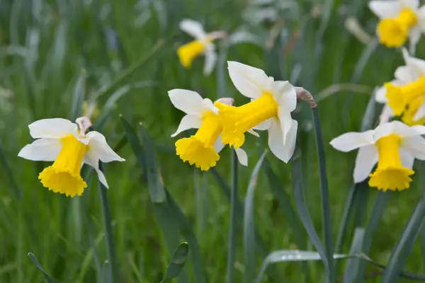 Naturalised daffodils in Kew Gardens