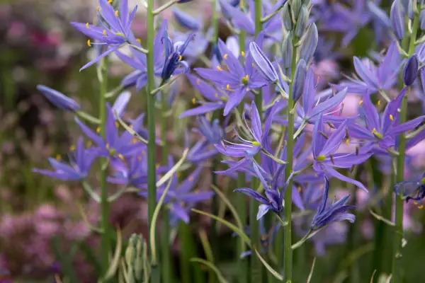 Camassia leichtlinii subsp. suksdorfii 